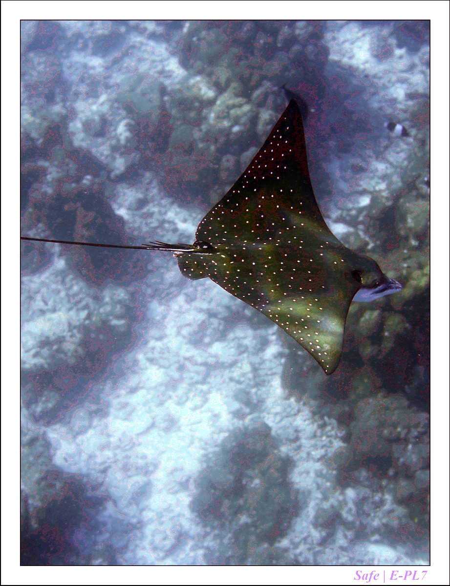 2019 - 07 - Snorkeling maldives - 26